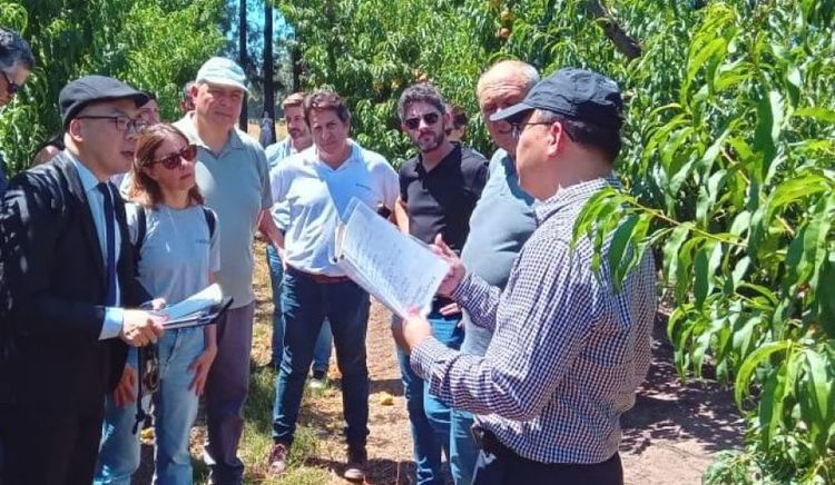 Argentina avanza en la apertura del mercado chino para la exportación de frutas de carozo