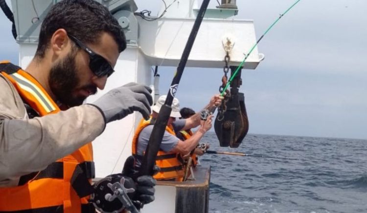El INIDEP avanza con una nueva campaña para estudiar peces pelágicos grandes en el banco de pez limón