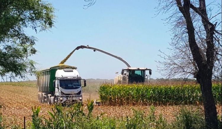 Semana clave para la soja: altas temperaturas, lluvias irregulares y señales de ajuste productivo