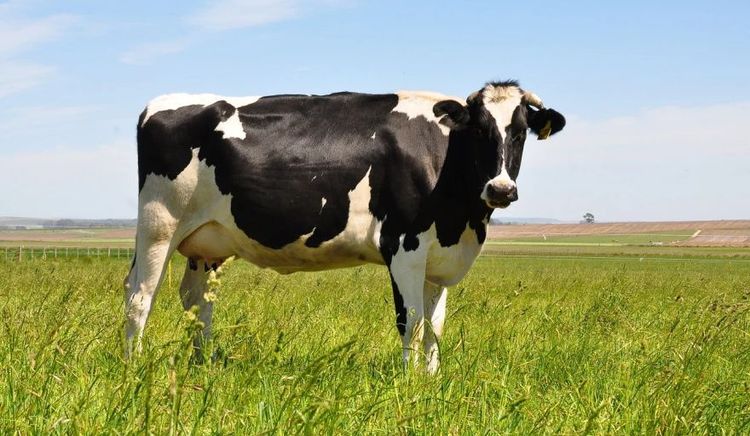 Exportaciones del sector lechero argentino fueron las más altas de los últimos 12 años