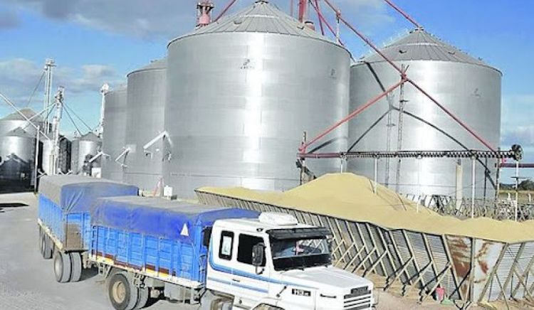 Molinos harineros advierten sobre una crisis de calidad de Trigo de alcance Nacional