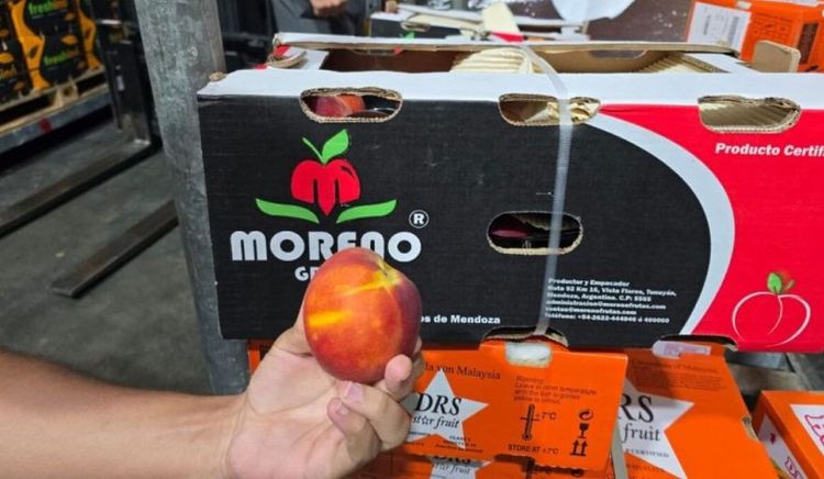 Mendoza vuelve a exportar duraznos en fresco al mercado de Dubái