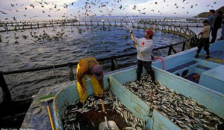 Brasil mantiene la estabilidad en sus exportaciones piscícolas pese a las barreras comerciales