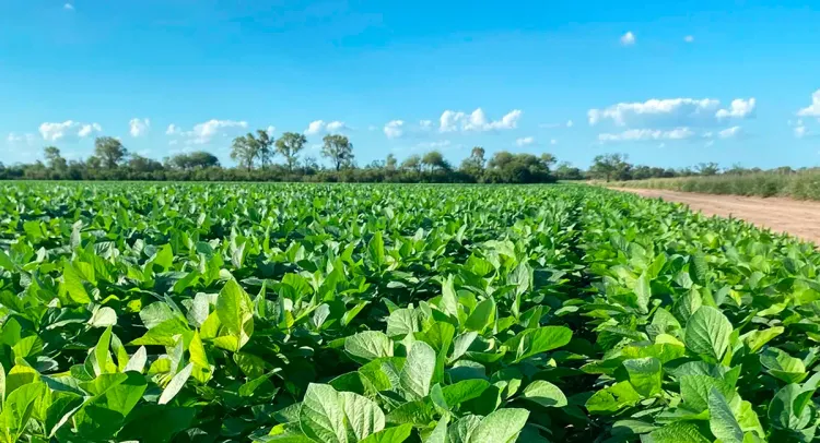 Las lluvias en el oeste bonaerense mejoran la condición hídrica mientras avanzan las campañas de soja, maíz, girasol y sorgo