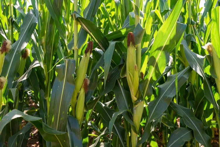 Finalizó la siembra de maíz 2025/26 con un aumento del área y fuerte heterogeneidad en los cultivos