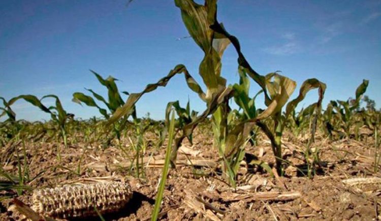 La sequía recortaría casi US$ 3.500 millones en exportaciones por menores cosechas de soja y maíz