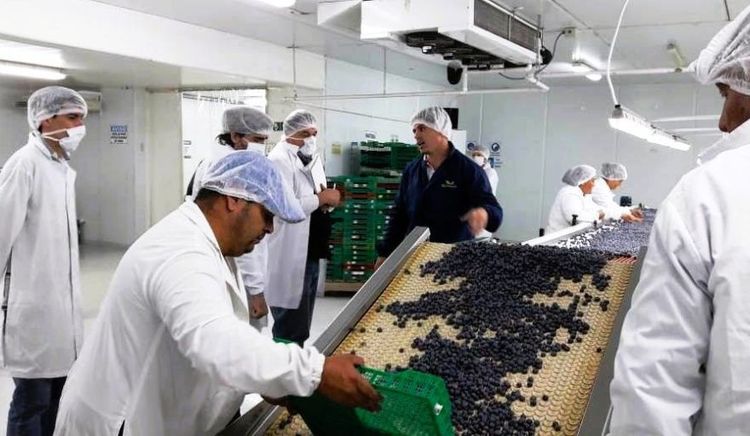 Entre Ríos exportó más de 4.200 toneladas de arándanos certificados durante 2025