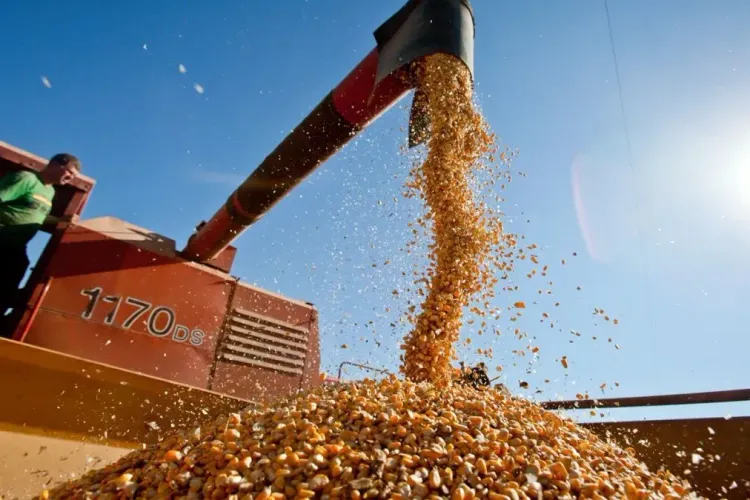 Brasil proyecta exportar más de un millón de toneladas de burlanda de maíz tras la apertura del mercado chino