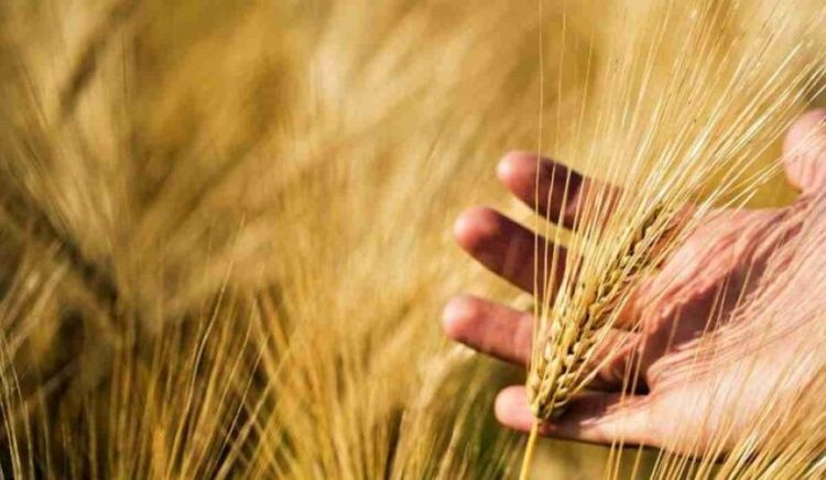 Argentina exportó 3,8 millones de toneladas de cebada en 2025 y consolidó un complejo en expansión