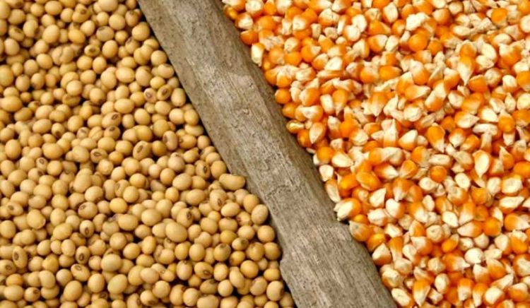 Maíz, soja y trigo: el reporte semanal muestra ajustes productivos y movimientos dispares de precios