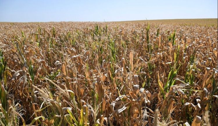 La BCR informó un deterioro en la condición de la soja de primera en la región núcleo