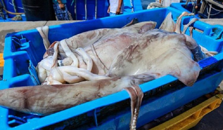 Presentan reclamo internacional para establecer límites a la pesca del calamar gigante en alta mar