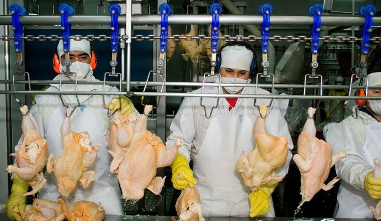 Argentina reabre el mercado de carne aviar a la Unión Europea tras habilitaciones sanitarias
