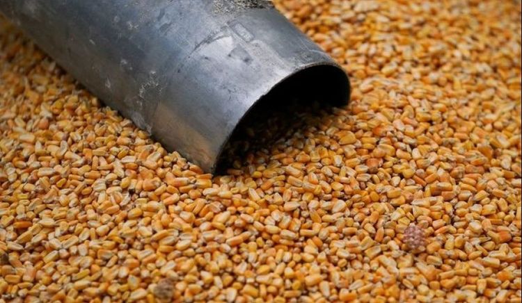 El USDA mantuvo sin cambios las proyecciones de maíz para Argentina y Brasil y ajustó exportaciones globales