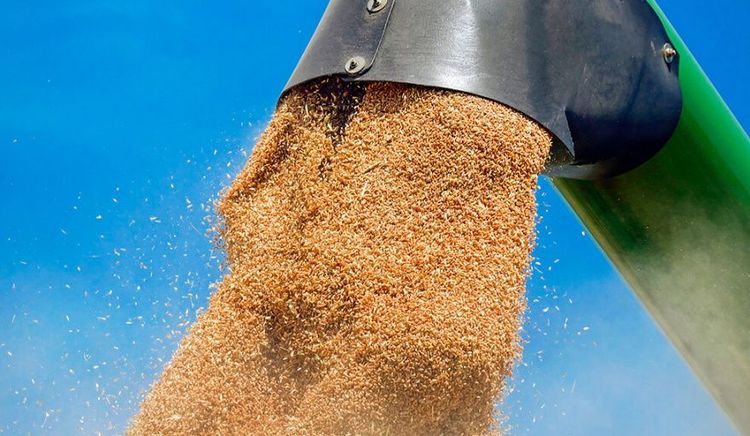 La caída en los precios del trigo deteriora el poder de compra del productor frente a los costos de producción