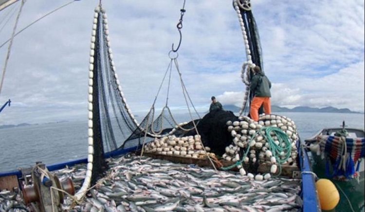 La FAO registra baja de precios en el mercado pesquero europeo
