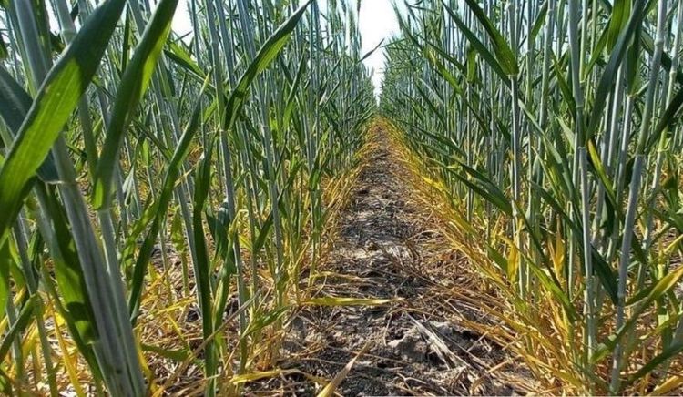 La falta de precipitaciones expande el área con déficit hídrico en el centro y sur