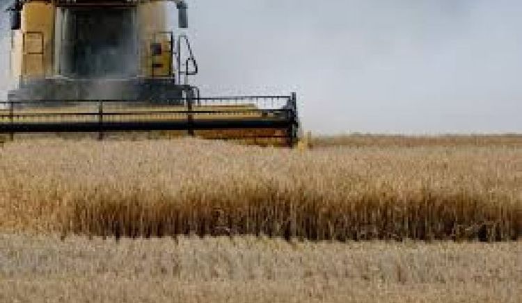 El trigo argentino alcanza una producción récord de 27,7 millones de toneladas y proyecta exportaciones por 17 Mt