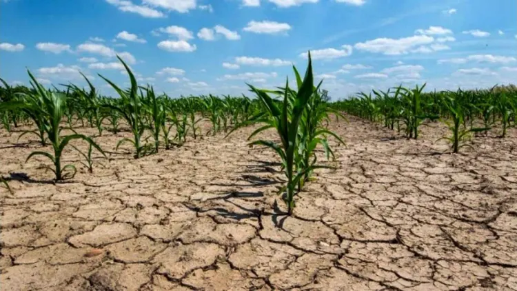 La sequía de enero recorta en 3 millones de toneladas la cosecha gruesa en Córdoba