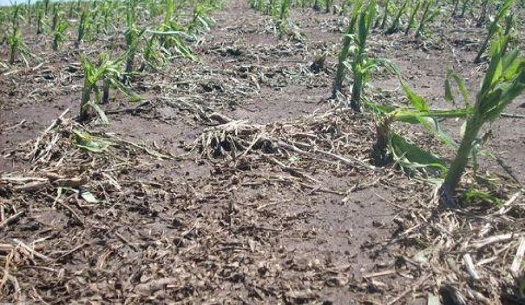 Región Núcleo: lluvias marcan un punto de inflexión en cultivos