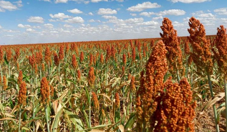 Brasil concreta el primer envío de sorgo a China tras casi 12 años de negociaciones
