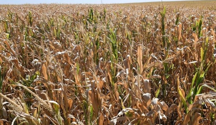 Quiebre hídrico en la Región Núcleo: 64 mm promedio semanal y severos daños por granizo