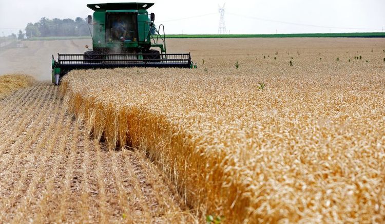 La campaña de trigo suma 100.000 hectáreas y eleva la producción estimada tras la cosecha