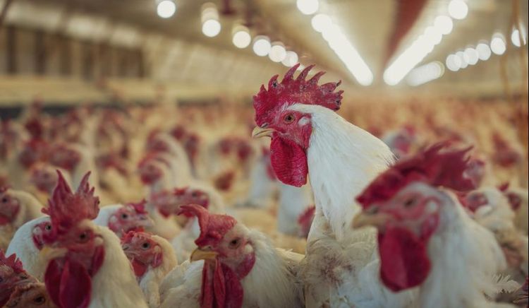 Influenza aviar: confirman un caso positivo en aves comerciales en Buenos Aires