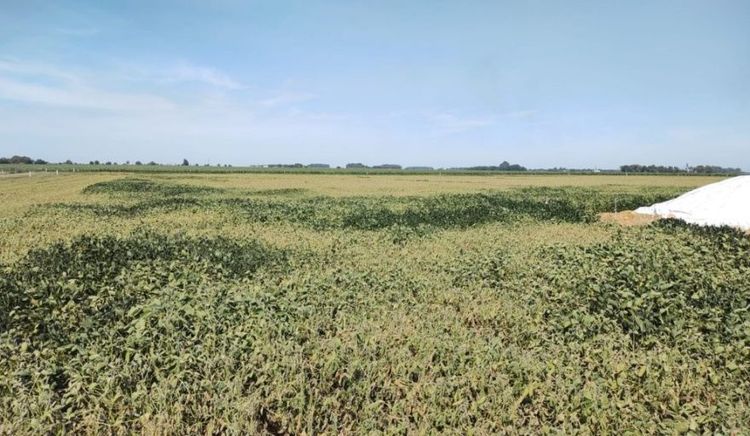 Toma impulso la cosecha de maíz mientras las lluvias mejoran la condición de la soja