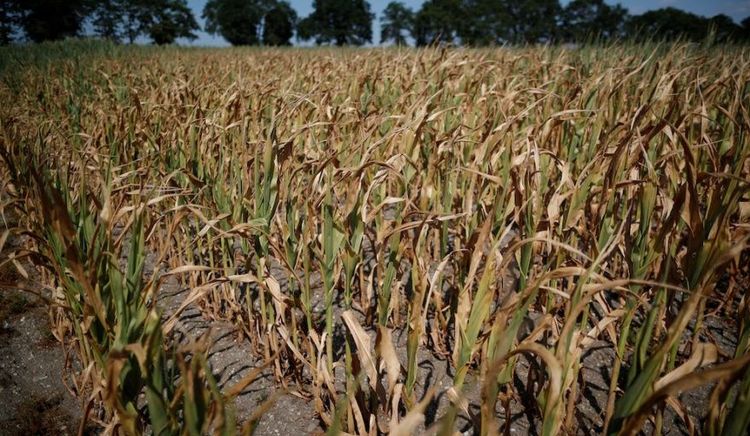 Nación declara y prorroga la emergencia agropecuaria en Santa Fe, Buenos Aires y Río Negro