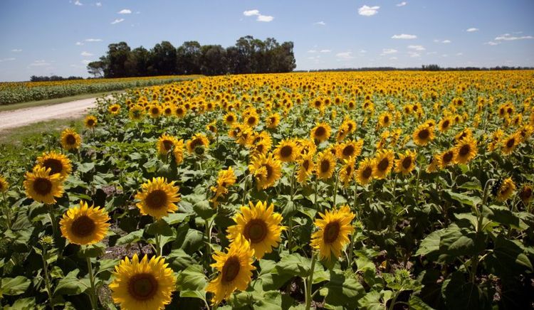 La molienda de girasol marcó en enero su nivel más alto en 13 años