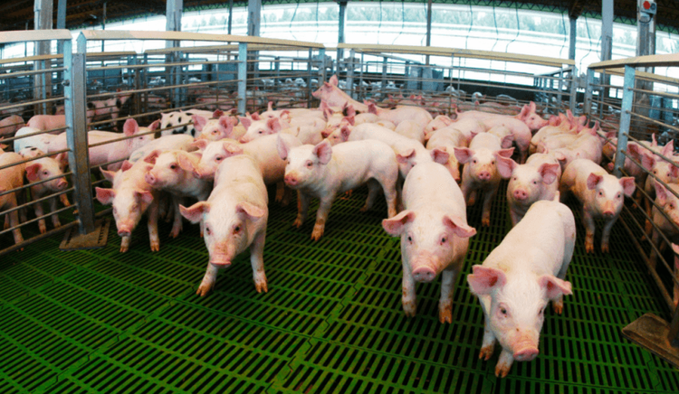 Créditos por casi $14.000 millones para el sector porcino buscan impulsar producción y competitividad