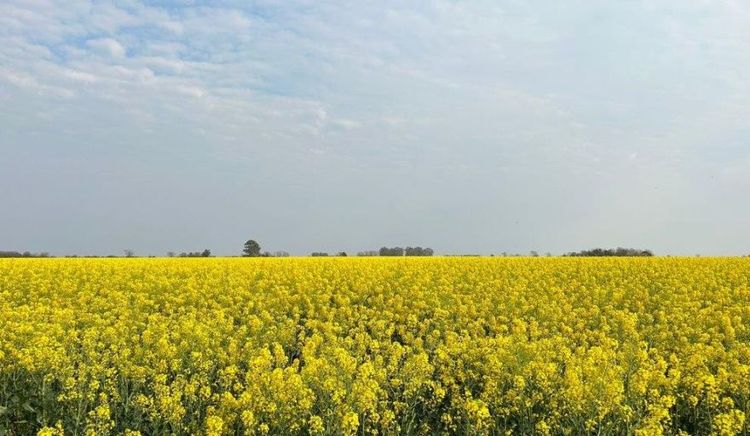 CIARA CEC presenta nueva herramienta sectorial para gestionar el balance de carbono en colza, camelina y carinata