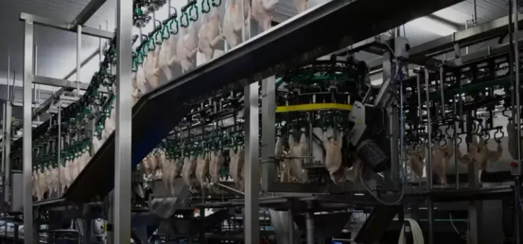 La avicultura argentina cerró 2025 con 2,47 millones de toneladas y casi 50 kilos de consumo per cápita