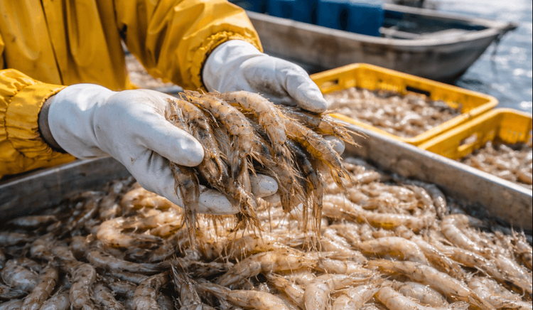 Ecuador: el camarón multiplicó por diez sus exportaciones entre 2009 y 2025