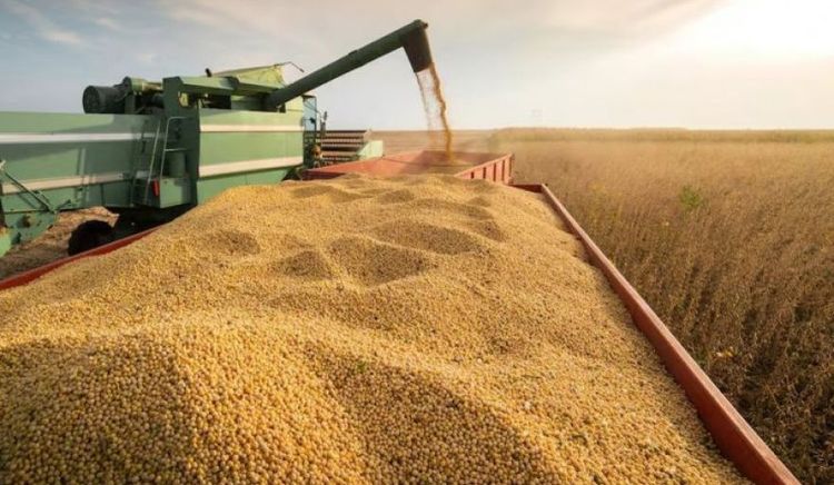 Cosecha récord presiona al maíz, pero los precios resisten: la demanda interna sostiene el mercado