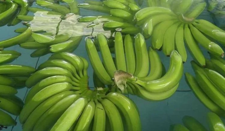 Las exportaciones de banano de Ecuador crecieron 9,66% en enero