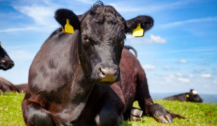 La carne vacuna lidera las subas en los precios internacionales de alimentos