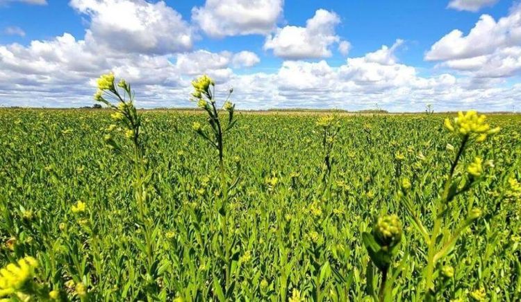 Oleaginosas invernales ganan espacio en la rotación agrícola y se proyectan como insumo clave para la transición energética