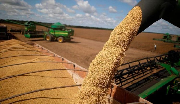 La campaña de maíz 2025/26 se encamina a niveles récord de producción y exportaciones
