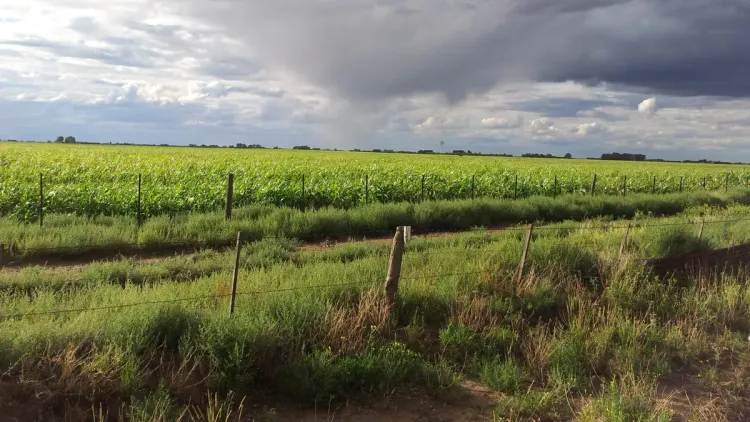 Lluvias impulsan la campaña agrícola y sostienen las proyecciones de soja y maíz