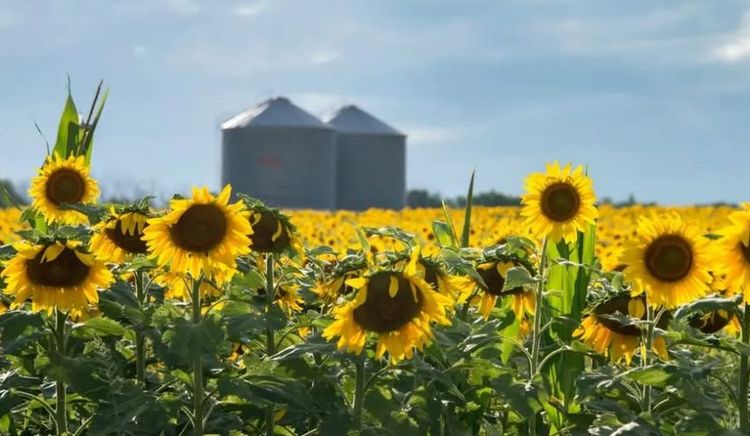 Ajustes en la campaña: crece la producción de girasol por mayor área y cae la del sorgo