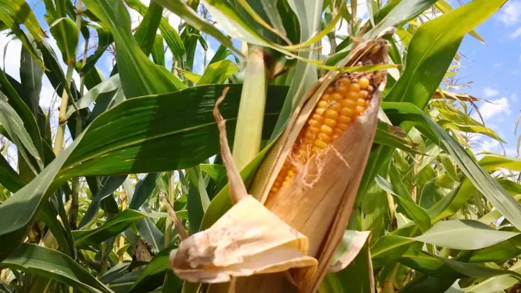 Aumenta la presencia de chicharrita del maíz en distintas regiones productivas