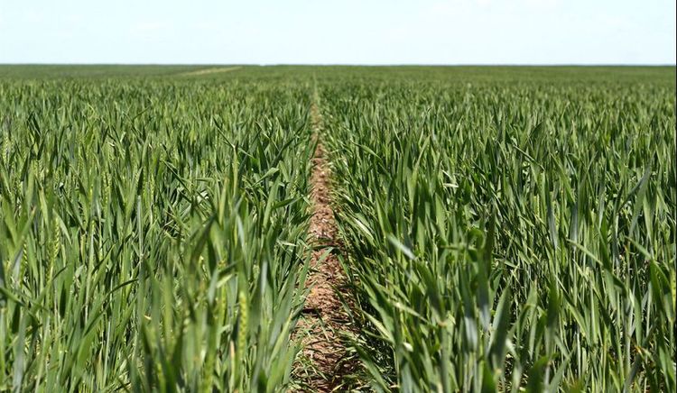 Fondos retoman posiciones alcistas en trigo tras cuatro años impulsados por clima y tensión geopolítica