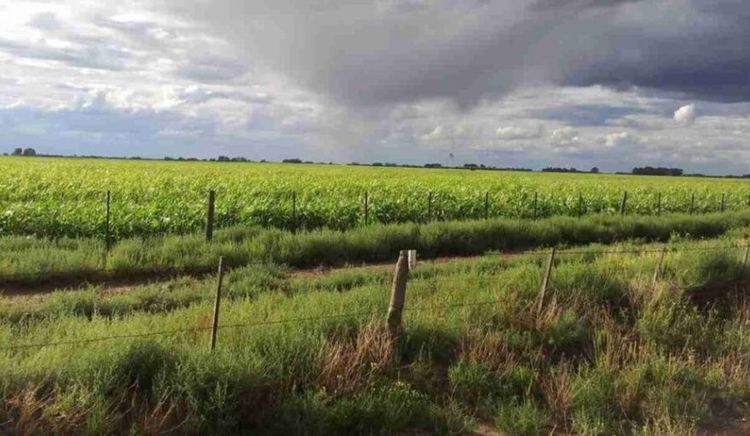 El clima transita de La Niña hacia un posible evento de El Niño en la próxima campaña