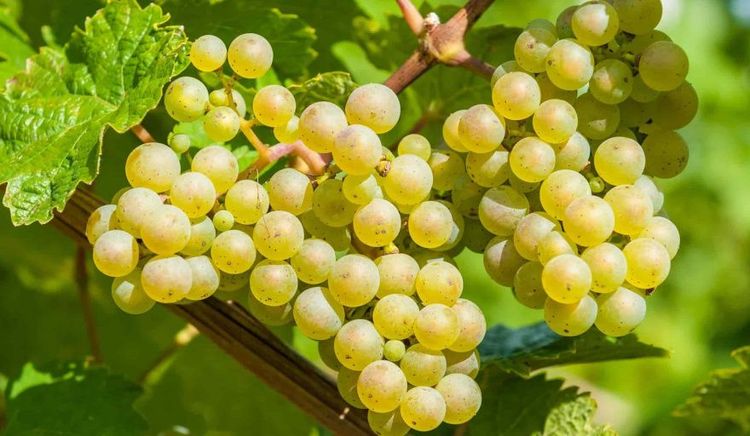 Argentina asigna 40.258 toneladas de mosto para exportar a Estados Unidos