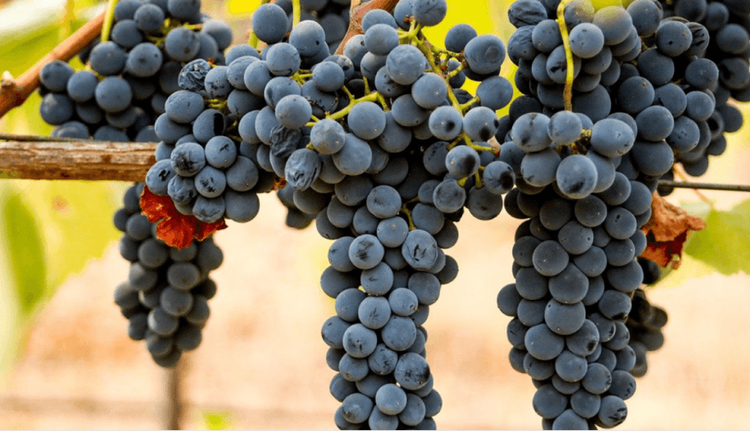 Las exportaciones de vino argentino crecen 22,8% en marzo y consolida la recuperación