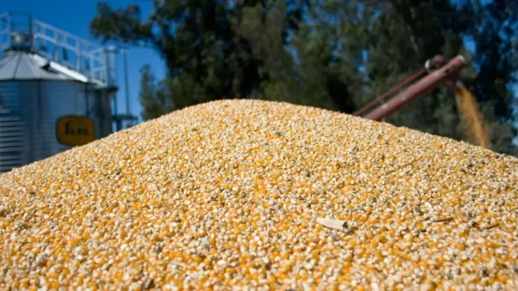 La liquidación de divisas del agro en 2026 se proyecta en US$ 35.375 millones