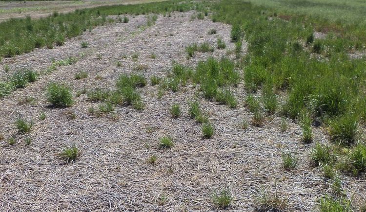 INTA Pergamino y Chacra Barrow identificaron un nuevo biotipo de raigrás con resistencia múltiple a glifosato y a las tres familias de graminicidas