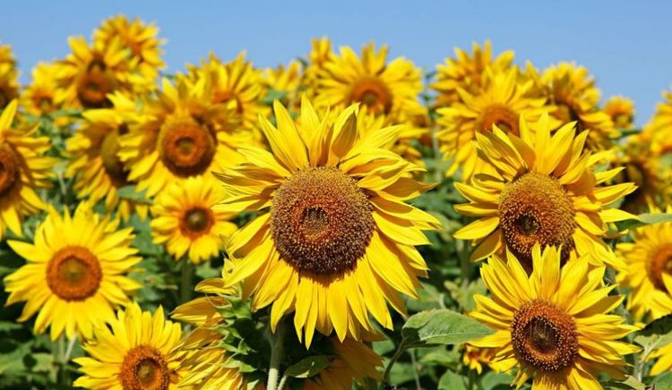 El VIII Congreso Argentino de Girasol abre sus puertas este miércoles en Mar del Plata con una agenda cargada de ciencia, mercados e innovación